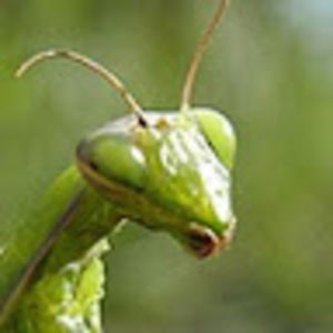 Meet your Posher, Mantis